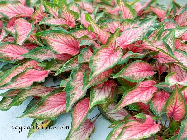 Pink Gem Caladium