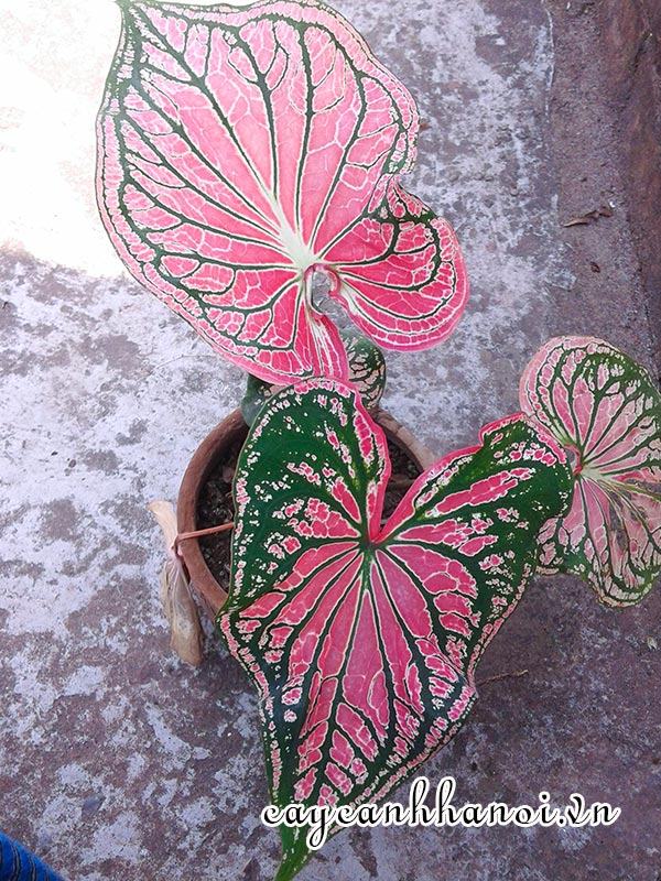 Pink Symphony Caladium