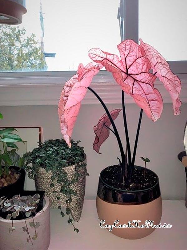 Pretty Pink Caladium