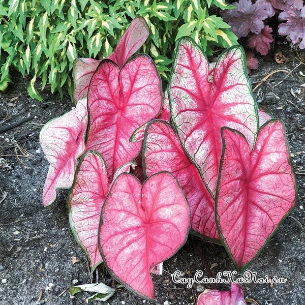 Radiance Caladium