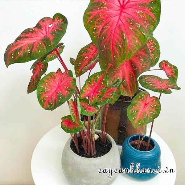 Red Flash Caladium