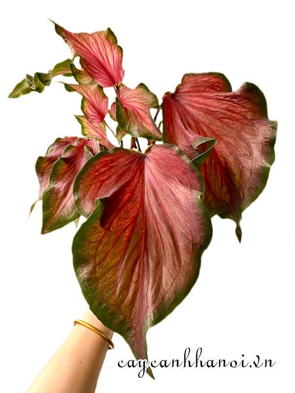 Red Frill Caladium