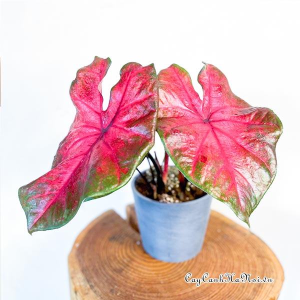 Red Glamour Caladium