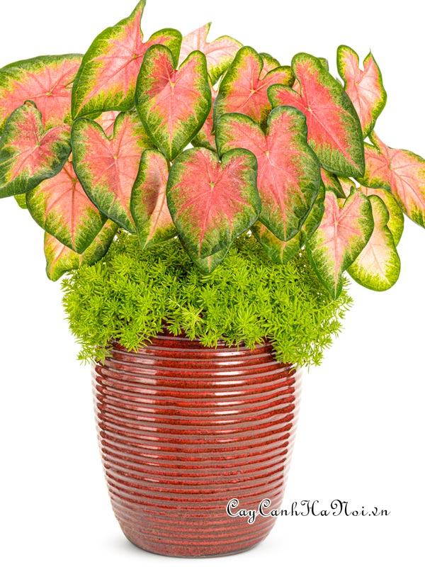 Rose Glow Caladium