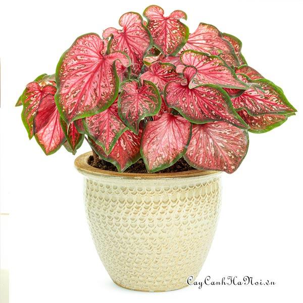 Scarlet Flame Caladium