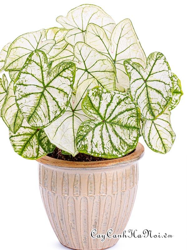 Snow Drift Caladium