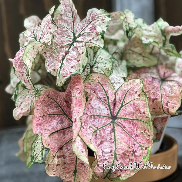 Splash of Wine Caladium