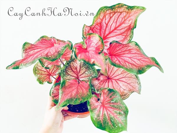 Sweetheart Caladium