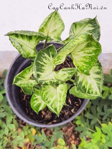 Syngonium Godzilla – Monee Cup