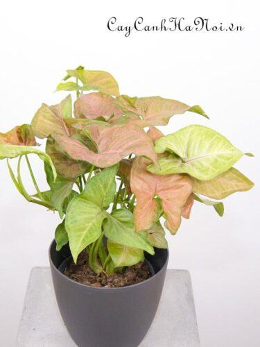 Syngonium Regina Red