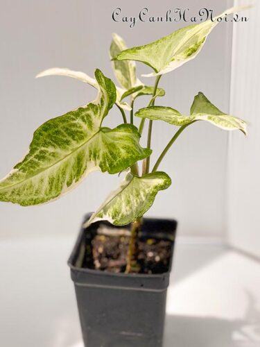 Syngonium Starlite