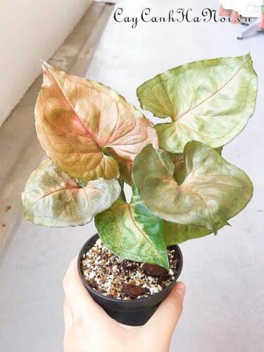 Syngonium Strawberry Ice