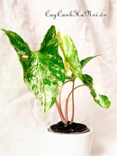 Syngonium White Variegata – Fantasy