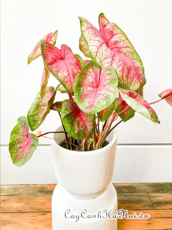 Tickle Me Pink Caladium