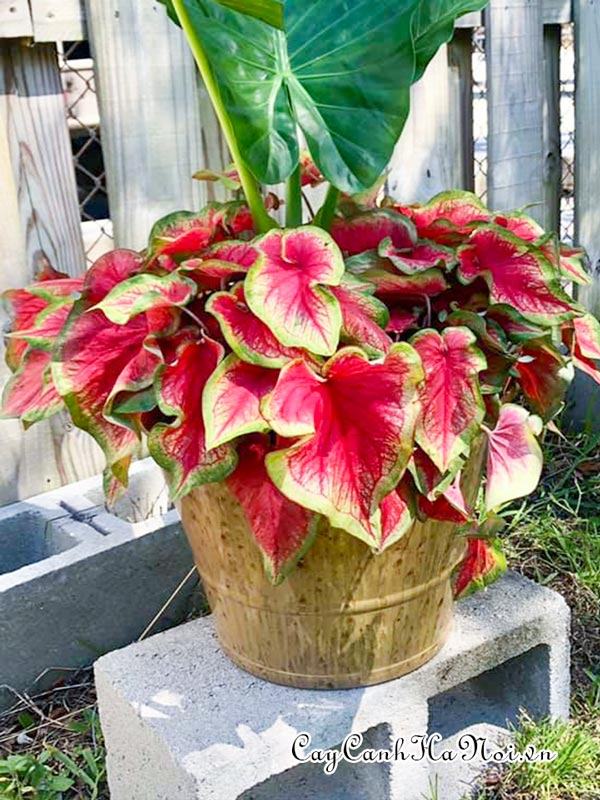 Tiki Torch Caladium