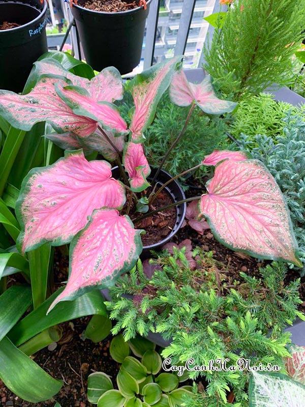 Va Va Violet Caladium