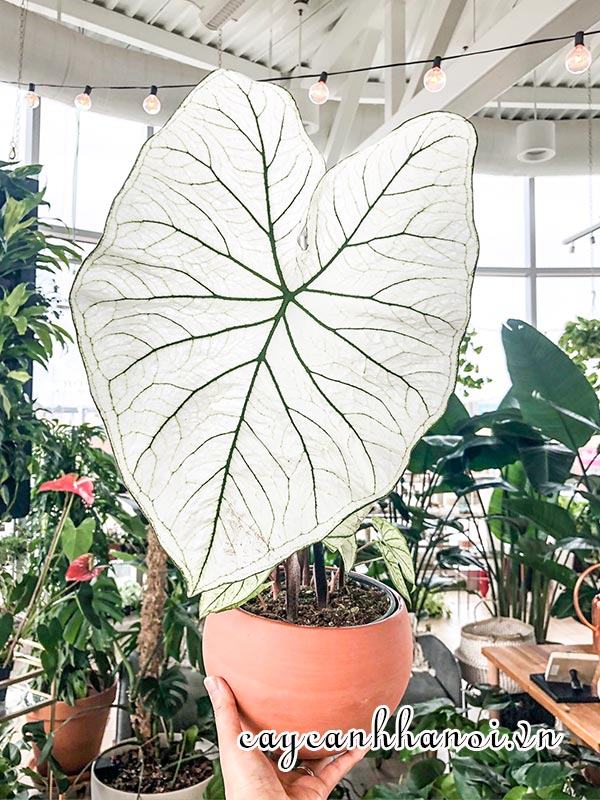 White Christmas Caladium