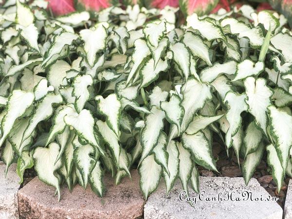 White Pearl Caladium