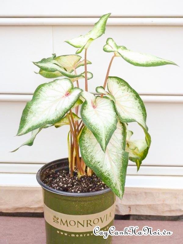 White Wonder Caladium