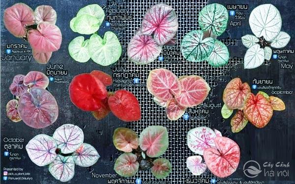 Các dạng lá của cây Caladium