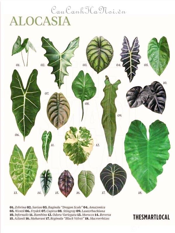 Các dòng Alocasia tiêu biểu