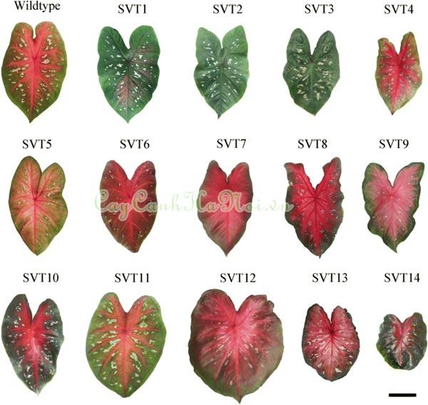 Các kiểu lá của cây caladium