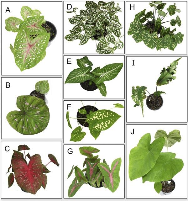 Các loại cây Caladium phổ biến hiện nay