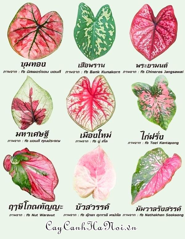 Các mẫu lá của cây Caladium