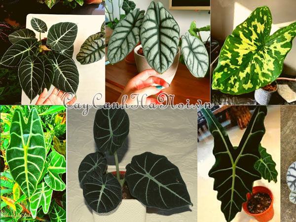 Cách chăm sóc các loại cây Alocasia