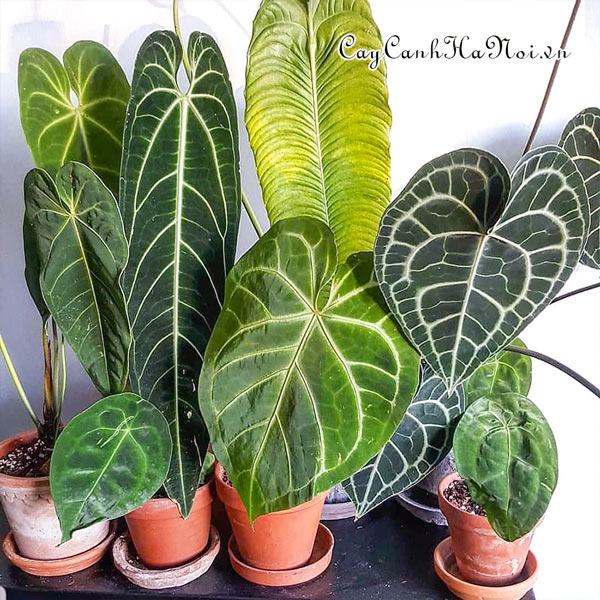 Cách nhận biết cây Alocasia bị cháy lá