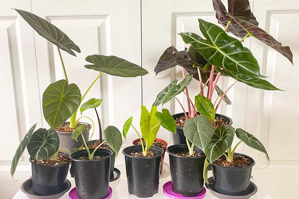 Cách phòng và trị bệnh cháy lá trên cây Alocasia