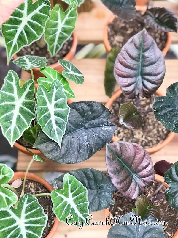 Cách xử lý cây Alocasia bị úng nước