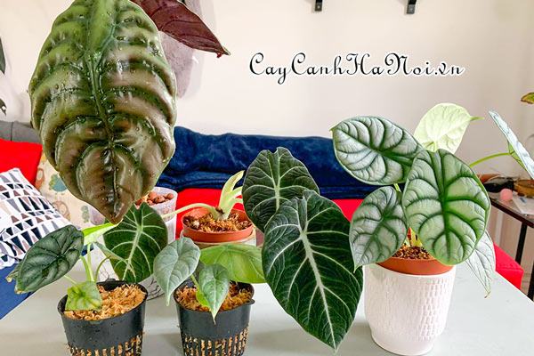 Cách xử lý khi cây Alocasia bị rẹp đỏ tấn công