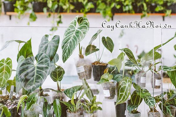 Cây Alocasia chậm phát triển cách xử lý