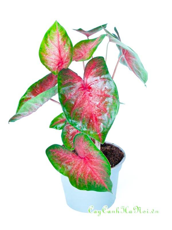 Cây Bombshell Caladium