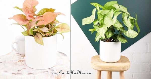 Cây Syngonium lọc khí tốt