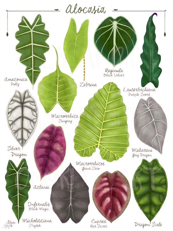 Các kiểu lá tiêu biểu của loài Alocasia