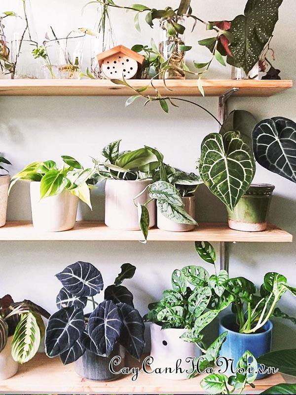 Cách phòng và điều trị bệnh trên cây Alocasia