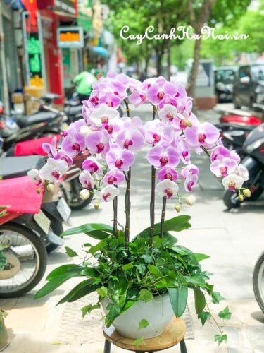 Chậu hoa lan hồ điệp hồng đẹp