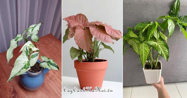 Công dụng của các loại cây syngonium