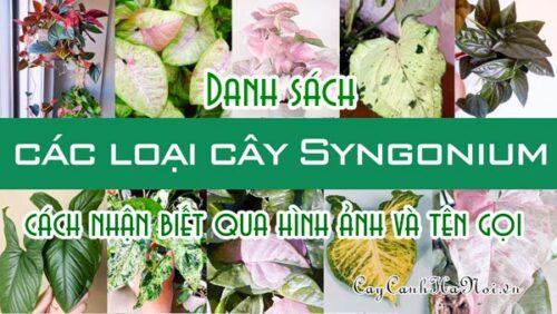 Danh sách các loại cây Syngonium cách nhan biết qua hình ảnh và tên gọi