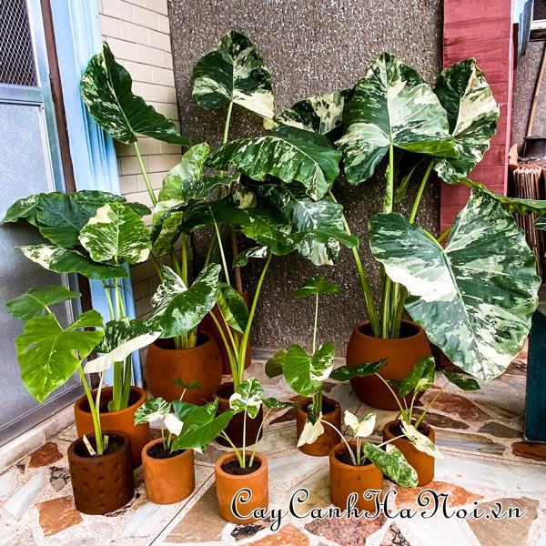 Độ ẩm phù hợp của các loại cây Alocasia