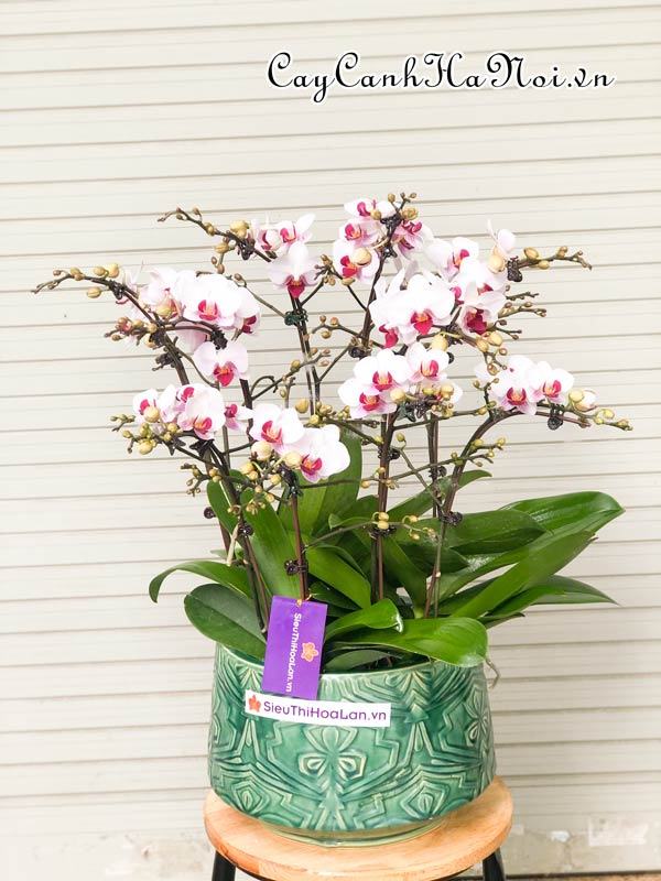 Hoa lan hồ điệp có tên khoa học Phalaenopsis sp