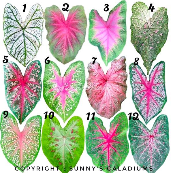 Lá của các loài cây Caladium