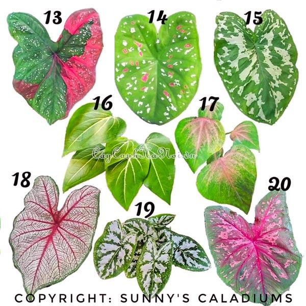 Lá các loài cây Sunnys Caladiums