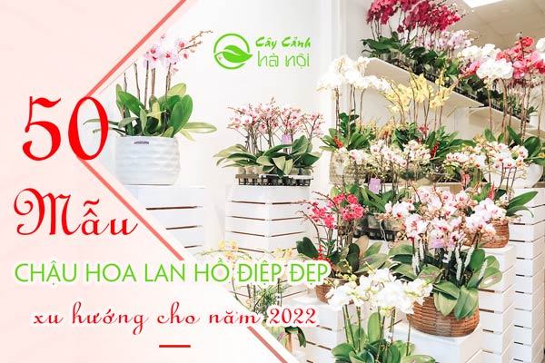 Mẫu chậu hoa lan hồ điệp đẹp xu hướng cho năm 2022