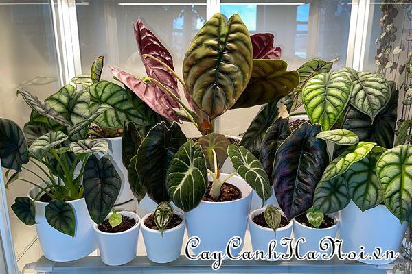 Một số bệnh thường gặp trên cây Alocasia