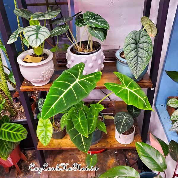 Nguyên nhân gây bệnh vàng mép lá ở cây Alocasia