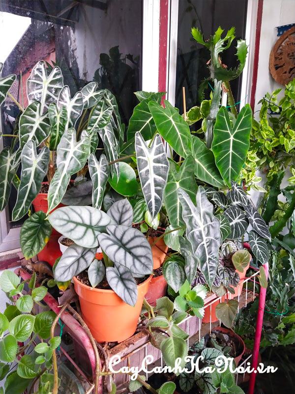 Nhu cầu dinh dưỡng của các loại cây thuộc chi Alocasia