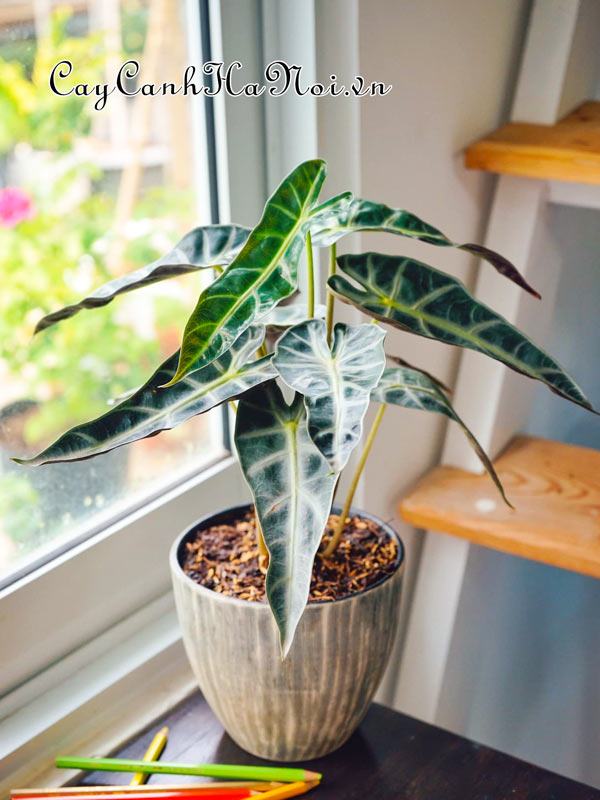 Nhu cầu nhiệt độ của cây Alocasia